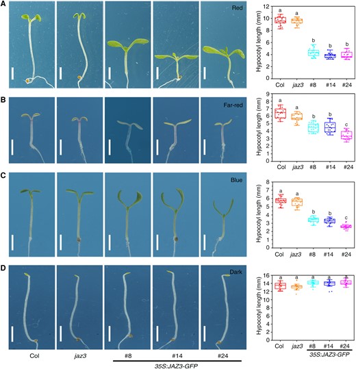 Overexpression of JAZ3 confers enhanced photomorphogenesis under different light conditions. Seedling phenotypes of Col, the jaz3 mutant, and the 35S:JAZ3-GFP transgenic lines grown under continuous red (A), far-red (B), blue (C) light conditions, or in the dark (D) for 5 d. Charts on the right indicate the average hypocotyl length of seedlings. Scale bars, 2 mm. Charts on the right indicate the average hypocotyl length of seedlings. Data are presented as boxplots. Each dot represents the datapoint of plant hypocotyl length (n = 20). The central line indicates the mean value. The bounds of the box show the first and third quartiles. Whiskers indicate a 1.5 × interquartile range between the first and third quartiles. Different letters above bars represent significant differences among different seedlings at the P < 0.05 level by 1-way ANOVA test.
