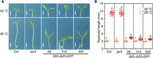 Overexpression of JAZ3 represses thermomorphogenesis. A) Seedling phenotypes of Col, jaz3, and the 35S:JAZ3-GFP transgenic lines grown under 22 or 28 °C conditions for 7 d. Scale bars, 2 mm. B) Average hypocotyl length of seedlings shown in (A). Data are presented as boxplots. Each dot represents the datapoint of plant hypocotyl length (n = 20). The central line indicates the mean value. The bounds of the box show the first and third quartiles. Whiskers indicate a 1.5 × interquartile range between the first and third quartiles. Different letters above bars represent significant differences among different seedlings at the P < 0.05 level by 1-way ANOVA test.