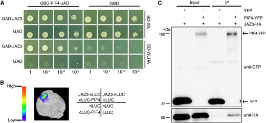 JAZ3 interacts with PIF4. A) Yeast 2-hybrid assay examining the interaction between JAZ3 and PIF4. PIF4 was fused to the GAL4 DNA-binding domain (GBD); JAZ3 was fused to the GAL4 activation domain (GAD). SD-WL, medium lacking Trp (W) and Leu (L); SD-WLHA, medium lacking Trp (W), Leu (L), His (H), and Ade (A). B) LCI assay showing the interaction between JAZ3 and PIF4 in N. benthamiana leaves. JAZ3 and PIF4 were fused to the N-terminal half and C-terminal half of firefly LUC, respectively. C) Co-IP assay. Plasmids containing PIF4-YFP and/or JAZ3-HA were co-transformed into Arabidopsis protoplasts. The immunoprecipitation assay was performed using anti-GFP-agarose, and proteins were analyzed by immunoblotting with anti-GFP and anti-HA antibodies. IP, immunoprecipitation.