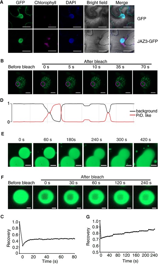 JAZ3 undergoes LLPS in vivo and in vitro. A) GFP fluorescence of 35S:GFP or 35S:JAZ3-GFP transiently expressed in N. benthamiana leaves. DAPI staining shows nuclei. Scale bar, 10 µm. B) FRAP experiment of JAZ3-GFP speckles. Time 0 indicates the time of the photobleaching pulse; the purple circle shows the bleaching area. Scale bar, 5 µm. C) Plot showing the time course of the recovery rate after photobleaching JAZ3-GFP speckles of (B). D) Prediction of the PrD (denoted by the red line reaching 1) of JAZ3 protein by the Prion-Like Amino Acid Composition (PLAAC) algorithm. E) Time-lapse live images showing the fusion of recombinant JAZ3-GFP protein droplets in the presence of 10% (w/v) PEG. Scale bar, 10 µm. F) FRAP experiment of the JAZ3-GFP droplets. Time 0 indicates the time of the photobleaching pulse. Scale bar, 1 µm. G) Plot showing the time course of the recovery rate after photobleaching His-JAZ3-GFP-MBP droplets of (F).