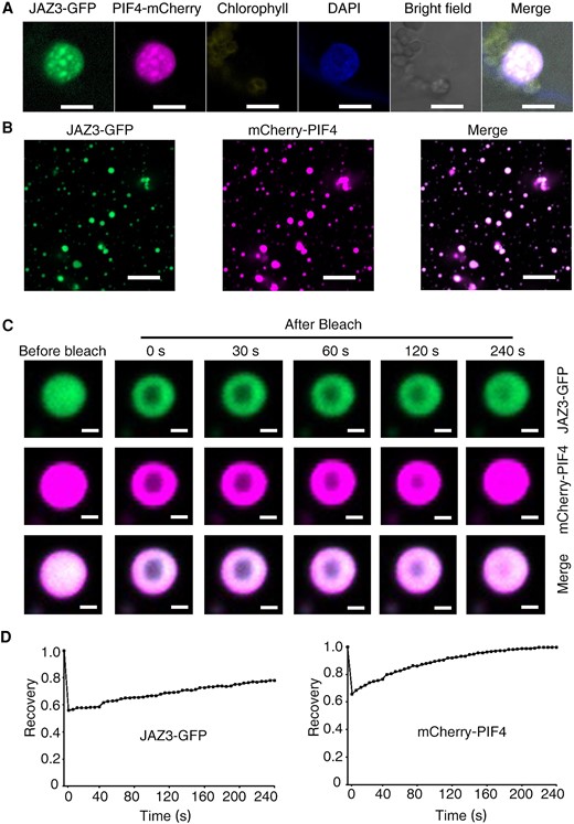 JAZ3 promotes PIF4 with LLPS ability. A) Fluorescence imaging of 35S:JAZ3-GFP or 35S:PIF4-mCherry transiently co-expressed in N. benthamiana leaves. DAPI staining shows nuclei. Scale bar, 10 µm. B) Co-localization of recombinant protein droplets of JAZ3-GFP and mCherry-PIF4 in the presence of 10% PEG. Scale bar, 5 µm. C) FRAP experiment of co-incubated droplets of JAZ3-GFP and mCherry-PIF4. Time 0 indicates the time of the photobleaching pulse. Scale bar, 1 µm. D) Plot showing the time course of the recovery rate after photobleaching JAZ3-GFP and mCherry-PIF4 droplets of (C).