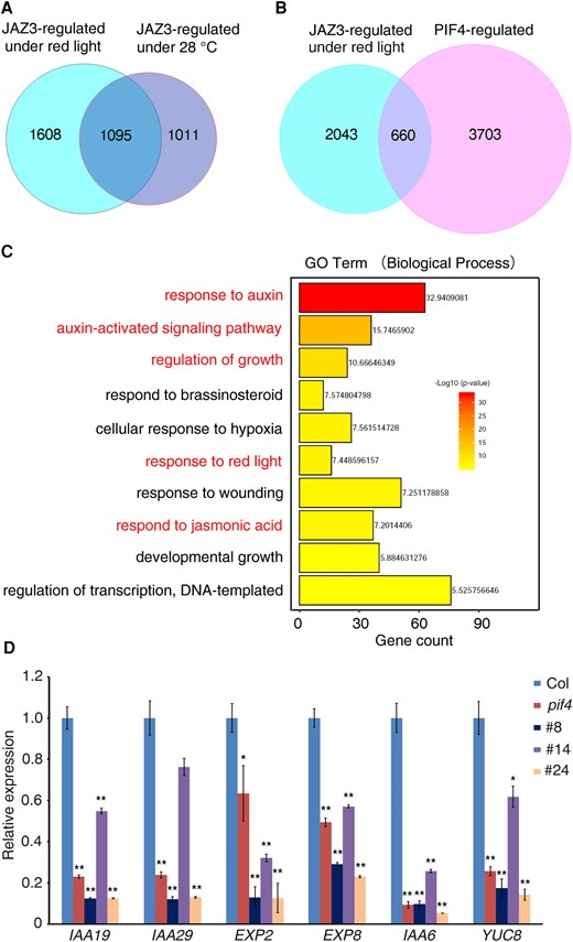 Transcriptomic analyses of JAZ3- and PIF4-regulated genes. A) Venn diagram of genes differentially regulated by JAZ3 under red light and 28 °C condition. B) Venn diagram of genes differentially regulated by JAZ3 and PIF4. Differentially regulated genes by JAZ3 under red light were analyzed with PIF4-regulated genes. C) GO analysis (biological process) of JAZ3 and PIF4 co-regulated genes. D) Confirmation of JAZ3 and PIF4 co-regulated genes by RT-qPCR. Relative expression was normalized to the level of Actin control and the relative transcript levels in Col were set 1. Data are means ± Sd of 3 biological repeats. Asterisks indicate significant differences based on the Student's t-test (**P < 0.01; *P < 0.05).