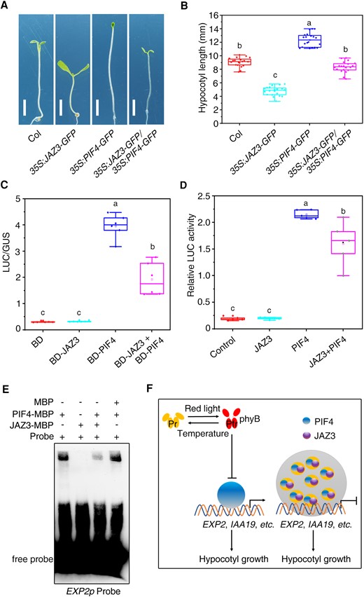 JAZ3 represses the binding of PIF4 to the downstream gene. A) Seedling phenotype of various genotypes grown under continuous red light for 5 d. B) Average hypocotyl length of seedlings shown in (A). Data are presented as boxplots. Each dot represents the datapoint of plant hypocotyl length (n = 20). C) Relative LUC activity in a transient expression assay. Different effectors were co-transformed with the GAL4p:LUC reporter and 35S:GUS internal control into Arabidopsis protoplasts. Relative activity was expressed as the ratio of LUC to GUS. Data are presented as boxplots. Each dot represents the datapoint of 1 biological replicate (n = 5). D) Transient expression assay of EXP2p:LUC reporter. JAZ3 and/or PIF4 were co-expressed with the EXP2p:LUC reporter gene in Arabidopsis protoplasts. Relative LUC activity was normalized to the Renilla (REN) internal control. Data are presented as boxplots. Each dot represents the datapoint of 1 biological replicate (n = 5). For (C), (D), and (E), the central line indicates the mean value. The bounds of the box show the first and third quartiles. Whiskers indicate a 1.5× interquartile range between the first and third quartiles. Different letters above bars represent significant differences among different seedlings at the P < 0.05 level by 1-way ANOVA test. E) EMSA assay. Recombinant proteins were incubated with the biotin-labeled oligonucleotides of EXP2. F) A proposed working model for the coordinated regulation of photo- and thermo-morphogenesis by JAZ3. Red light promotes the active form (Pfr) of phyB, while warm temperature triggers transformation of Pfr into Pr form. PhyB represses the PIF4 activity. JAZ3 undergoes phase separation to recruit PIF4 and repress its transcription activity to the downstream genes, such as EXP2. Arrows and bars represent positive and negative regulation, respectively.