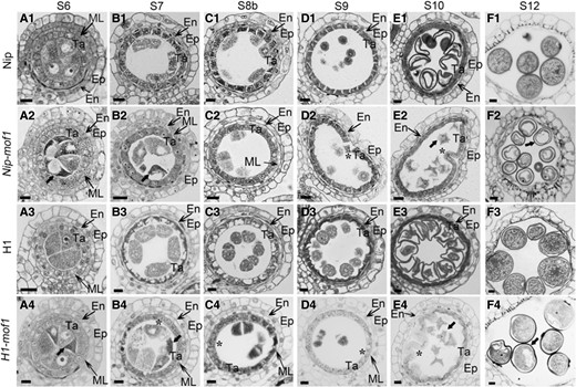 Anther development in mof1 mutants. Anther sectioning analyses of (A1 to F1) Nip, (A2 to F2) Nip-mof1, (A3 to F3) H1, and (A4 to F4) H1-mof1. S6 to S12 indicate anther stages. Black arrows indicate the abnormal male sex cells; *indicate the abnormally degenerated tapetal cells. Bars = 10 μm.