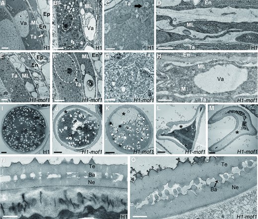 Ultrastructure of meiotic anthers and mature pollen grains in H1-mof1. (A to H) S7 to S8 anthers of H1 (A to D) and H1-mof1 (E to H). (I to M) Mature pollen grains of H1 I) and H1-mof1 (J to M). (N, O) Pollen wall of H1 N) and H1-mof1 (O). (B, F) White circles marked nuclear regions of tapetal cells in H1 (B) and H1-mof1(F). A) White arrows indicate visible plastids. C) Black arrows indicate mitochondria; J to M) * indicate decaying cytoplasm; O) black arrow indicates broken bacula. Bars = 2 μm (A, B, E, F), 5 μm (I to M), and 500 nm (C, D, G, H, N, O).