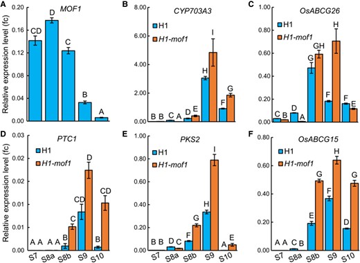 Expression analyses of MOF1 and key tapetal genes in developing anthers of H1 and H1-mof1. Expression levels of MOF1 (A), CYP703A3(B), OsABCG26 (C), PTC1 (D), PKS2 (E), and OsABCG15 (F) were analyzed using RT-qPCR in H1 and H1-mof1 S7 to S10 anthers. The error bars indicate the Sd with n = 3. Different uppercase letters indicate significant differences (P < 0.01, 1-way ANOVA, Lsd test).
