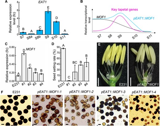 Temporal ectopic expression of MOF1 in the tapetum causes male sterility in rice. A) Expression levels of EAT1 were analyzed using RT-qPCR in H1 S7 to S11 anthers. B) Schematic diagram depicting expression patterns of MOF1, key tapetal genes, and pEAT1::MOF1. C) Expression levels of MOF1 in 4 independent pEAT1::MOF1 lines and the wild-type E231 control. D) Seed setting rates in 4 independent pEAT1::MOF1 lines and wild-type E231 control. E) Spikelets with lemmas and paleas removed (Bars = 0.5 mm). F) Mature pollen grains of the indicated genotypes stained with I2/KI (Bars = 20 μm). The error bars indicate the Sd (A, C) and Se D) with n ≥ 3. Different uppercase letters indicate significant differences (P < 0.01, 1-way ANOVA, Lsd test).