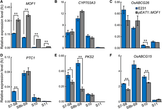 Expression analyses of key tapetal genes in the developing anthers of pEAT1::MOF1. Expression levels of MOF1A), CYP703A3B), OsABCG26C), PTC1D), PKS2E), and OsABCG15F) were analyzed using RT-qPCR in the S7 to S11 anthers of pEAT1::MOF1 and the wild-type E231 control. The error bars indicate the Sd with n = 3. * P < 0.05, ** P < 0.01, Student's t-test.