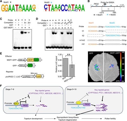 MOF1 directly binds the polyketide synthase2 promoter for transcriptional inhibition. A) Two candidate motifs (Motif1 and Motif2) identified from DAP-seq analysis. B) The schematic diagrams illustrating the distribution of Motif1/Motif2, the fragment used for the luciferase imaging assay and the probe used for the EMSA assay. C, D) EMSA assays for testing the interaction of GST-MOF1 with the PKS2 promoter. Probes and competitors are illustrated on the right. E) The luciferase imaging assay for testing MOF1 regulation of PKS2 promoter activity. The effector and reporter constructs are illustrated on the left. The experiments were done with 5 replicates and the results showed a similar trend. The representative image was shown on the right. LUC activity was measured and the mean ± Sd was plotted with n = 5. ** P < 0.01, Student's t-test. F) A working model depicting MOF1 regulation of pollen fertility in rice.