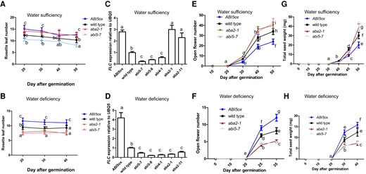 Reproductive outputs of ABA signaling mutant plants were adjusted under water-deficient conditions. A, B) Bar graph illustrating rosette leaf number of wild-type (Col-0), aba2-1, abi5-7, and 35S:ABI5-MYC (ABI5ox) plants by using a time-course analysis. Seedlings were grown in soil under water-sufficient (A) or -deficient (B) conditions. C, D) Bar graph illustrating FLC expression in all genotypes (wild-type (Col-0), aba2-1, aba2-11, abi4-1, abi5-7, abi5-8, and 35S:ABI5-MYC (ABI5ox)) for 40 DAG were grown in soil under water-sufficient (C) or -deficient (D) conditions. The expressions of FLC gene in wild-type plants were set as 1.0. Quantification was normalized to the expression of UBQ5.E, F) Bar graph illustrating open flower number of wild-type (Col-0), aba2-1, abi5-7, and ABI5ox plants by using a time-course analysis. Seedlings were grown in soil under water-sufficient (E) or -deficient (F) conditions. G, H) Bar graph illustrating total seed weight of wild-type, aba2-1, abi5-7, and ABI5ox plants by using a time-course analysis. Seedlings were grown in soil under water-sufficient (G) or -deficient (H) conditions. Seeds were harvested from wild-type and different genotypes determined. Please note: total seed weight indicates a final total seed weight after completion of plant life cycle. The ANOVA of two-way was utilized to calculate significant differences (n = 3). Tukey's post-test was used, and different lowercase letters above the bars indicate significant differences at *P < 0.05. Three replicate samples of 18 seedlings were harvested for analysis. The statistical analyses described apply to all statistical analyses in this figure. Error bars represent Sd (n = 3). Student's t-test (*P < 0.05).