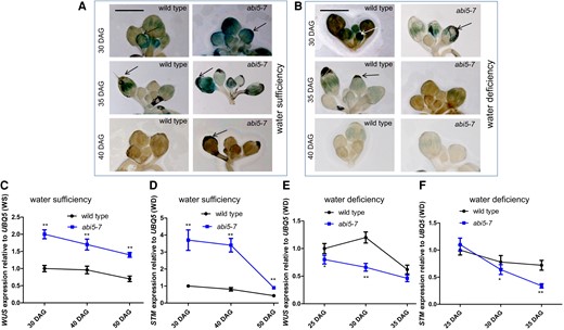 The activities of abi5-7 inflorescence meristems were raised or reduced under water-sufficient or -deficient conditions, respectively. A, B) Images illustrating expressions of WUSpro-GUS in SAMs of inflorescences from wild-type and abi5-7 plants at 30, 35, and 40 DAG grown in soil under water-sufficient (A) or -deficient (B) conditions. Arrows indicate SAM. Bar = 200 µm. C to F) Bar graph illustrating time-course RT-qPCR for the differential expression of WUS and STM genes between wild-type and abi5-7 plants at 30, 40, and 50 DAG grown in soil under water-sufficiency (C, D) or 25, 30, and 35 DAG grown in soil under water-deficiency (E, F) conditions. Inflorescence meristems were collected as materials for time-course RT-qPCR. The expressions of the WUS and STM genes in wild-type plants were set as 1.0. Quantification was normalized to the expression of UBQ5. Error bars represent Sd (n = 3). Student's t-test (*P < 0.05; **P < 0.01). WS, water sufficiency; WD, water deficiency.