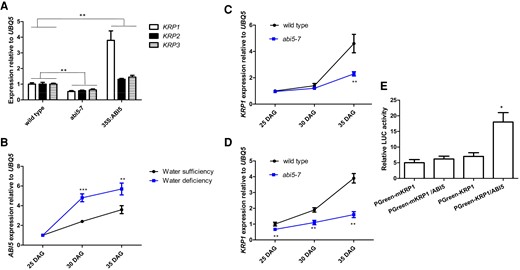 ABI5 activates KRP1 expression. A) Bar graph illustrating the differences in the expression levels of KRP1, KRP2, and KRP3 among wild-type, 35S:ABI5, and abi5-7 plants for 45 DAG. Quantifications of the expression levels of these genes in wild-type plants were set as 1.0. Error bars represent Sd (n = 3). Student's t-test (**P < 0.01). B) Bar graph illustrating differential expressions of ABI5 gene in wild-type plants at 25, 30, and 35 DAG grown in soil under water-sufficient or -deficient conditions. Quantifications of wild-type plants at 25 DAG were set as 1.0 in RT-qPCR analysis. Relative SWC is provided in Supplementary Fig. S1. Inflorescence meristems were collected as materials for time-course RT-qPCR. Error bars represent Sd (n = 3). Student's t-test (***P < 0.001; **P < 0.01). C, D) Bar graph illustrating differential expression of KRP1 in wild-type and abi5-7 whole plants (C) and inflorescence meristems (D) at 25, 30, and 35 DAG grown in soil under water-sufficient conditions. Quantifications of wild-type plants at 25 DAG were set as 1.0 in RT-qPCR analysis. Inflorescence meristems were collected as materials for time-course RT-qPCR. Error bars represent Sd (n = 3). Student's t-test (**P < 0.01). E) Bar graph illustrating transient expression of the 35S:ABI5 effector construct with the KRP1pro-LUC reporter construct in N. benthamiana leaves. Note PGreen-mKRP1 indicates the conserved sites (ACGT) of the K3–K4 region in KRP1 promoter were mutated. The activity of relative LUC represents arbitrary luminescence units, that is, expressing KRP1-LUC is ∼5, other expressions was quantified by using Adobe Photoshop CS (Adobe Systems) software, as described previously by Meng et al. (2015). Quantifications were normalized to UBQ5 expression. Error bars represent Sd (n = 3). Student's t-test (***P < 0.001; **P < 0.01; *P < 0.05). The statistical analyses described apply to all statistical analyses in this figure.