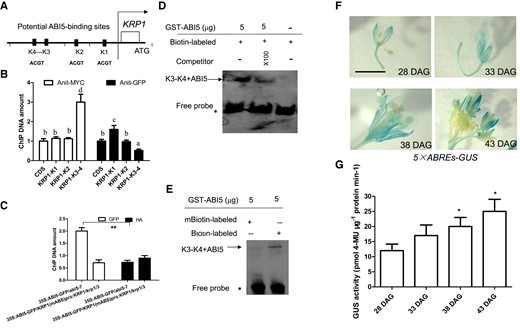 ABI5 directly binds to KRP1 promoter. A) Schematic of the KRP1 loci and a few amplicons initiating from ATG of KRP1. K1: −1 to −150 bp; K2: −120 to −280 bp; K3–K4: −540 to −690 bp. Red bars indicate that potential ABI5-binding sites. B) Bar graph illustrating ChIP-qPCR. ChIP-qPCR was performed to analyze the in vivo interaction between ABI5 and the KRP1 promoter. Anti-MYC antibody was used to facilitate precipitation of chromatin associated with 35S:ABI5-MYC/abi5-7. A two-way ANOVA was utilized to calculate significant differences (n = 3). Tukey's post-test was used, and different lowercase letters above the bars indicate significant differences at **P < 0.01. C) Bar graph illustrating ChIP-qPCR. ChIP-qPCR was performed to analyze the in vivo interaction between ABI5 and K3–K4 of KRP1 promoter. Enrichment of particular chromatin regions of K3–K4 in KRP1 promoter with anti-GFP antibody or anti-HA antibody (control) by using 35S:ABI5-GFP/KRP1(mABREs)pro::KRP1/krp1/krp3 or 35S:ABI5-GFP/abi5-7 seedlings at 28 DAG as materials, as detected by ChIP-qPCR analysis. D, E) Images illustrating unlabeled KRP1 promoter and unlabeled probes were used as competitors to determine the specificity of DNA-binding activity for ABI5. Free probe and ABI5 probe complexes are indicated by an asterisk and arrows, respectively (D). A mutant version of the KRP1 promoter (TGCA) was labeled with biotin and used for EMSA with ABI5 polypeptides (E). F) Images illustrating 5× ABREs (5× ABI5 binding site):GUS flowers of seedlings at 28, 33, 38, and 43 DAG grown on soil under constant water-sufficient conditions. GUS staining was performed to mark associated gene expression. Twenty flowers were hand pollinated at identical positions on secondary inflorescences of 5× ABREs:GUS plants to generate even-aged fruits. Bar = 1.0 cm. G) Bar graph illustrating ABI5 activities (indicated through 5× ABS-GUS activity) of the indicated seedlings in (F) were assayed quantitatively at the indicated time point. GUS activity was measured by picomoles of 4-methyl umbelliferone (4-MU) per mg protein per min. GUS activity of 8 DAG was used as control. Quantifications were normalized to the expression of UBQ5. Error bars represent Sd (n = 3). Student's t-test (**P < 0.01; *P < 0.05).