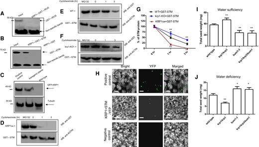 KRP1 interacts physically with STM, to inhibit STM stability. A) Images illustrating in vitro GST pull-down assays of the interaction between KRP1 and WUS. Anti-His immunoblot (IB) showed KRP1-His cannot be bound by the indicated WUS-GST protein. HIS or GST fusion proteins were mixed at 4 °C for 3 h (to guarantee full interaction between HIS and GST fusion proteins). Then, sefinose resin was added to obtain the interacting HIS fusion proteins. Western blot analysis was performed by using these purified materials. Anti-GST antibody (Abcam, China) was used for protein detection. The input (crude protein containing the GST–WUS protein) was used as the positive control. Nonspecific bands were used as control. B) Images illustrating in vitro GST pull-down assays of the interaction between KRP1 and STM. Anti-His immunoblot (IB) shows the amount of KRP-His bound by the indicated STM-GST protein. The input (crude protein containing the GST–STM protein) was used as the positive control. Nonspecific bands were used as control. C) Images illustrating in vivo put-down assays of the interaction between KRP1 and STM in transgenic Arabidopsis plants. Transgenic Arabidopsis plants containing KRP1ox–GFP (positive control) or KRP1ox–GFP/STMox-HA were extracted by using a protein extraction kit. The obtained crude protein was enriched through the addition of beads (Anti-HA Magnetic Beads, ChromoTeK, Germany) at 4 °C for 2 h. Western blot analysis was performed by using these materials. GFP-KRP1 was associated with membranes and can be detected with an anti-GFP antibody (Abcam, China). Tubulin was used a control. KRP1ox-GFP as materials for Western blot analysis was used as the positive control. Wild type was considered as the negative control in Western blot analysis. D to F) Images illustrating cell-free degradation assays proved that KRP1 destabilizes the STM protein. The recombined STM-GST protein was co-incubated with the isolated total proteins extracted from the KRP1ox (D), wild-type (WT) control (E), and krp1-KO1 (F) Arabidopsis plants. Moreover, the mixed proteins were treated with 25 μg/mL cycloheximide for 0, 1, or 3 h. The degradation of STM protein was assayed by using western blotting with an anti-GST antibody. MG132 was used as a positive control for stabilizing the STM protein. G) Bar graph illustrating the quantitation of the western blot data in (D) to (F). H) Images illustrating BiFC assay. Pairs of proteins of KRP1 and STM fused with halves of the YFP molecule were transiently expressed in wild-type N. benthamiana leaves and reconstituted YFP fluorescence was imaged in epidermis on the abaxial leaf blades. Plasmid containing YFP was used as a positive control. Only KRP1 fused with halves of the YFP molecule was used as a negative control. Bars = 40 μm. I, J) Bar graph illustrating total seed weight in in wild-type, krp1/3, bum1-3, krp1/krp3/bum1 plants were grown in soil under water-sufficient (I) or -deficient (J) conditions. Please note: total seed weight indicates a final total seed weight after completion of plant life cycle. Wild-type was used as a control in (I) and (J). Error bars represent Sd (n = 14 in I and J; n = 3 in G). Student's t-test (**P < 0.01; *P < 0.05). The statistical analyses described apply to all statistical analyses in this figure.