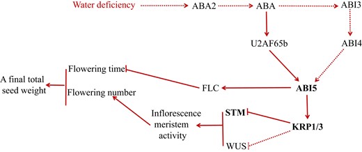Proposed model is shown to illustrate how reproductive outputs in Arabidopsis plants are adjusted under constant water-deficient conditions. Under constant water-deficient conditions, ABA levels are enhanced and ABA signaling is transduced by the ABA2–ABA–ABI5–KRP1–STM/WUS pathway, leading to KRP1 upregulation. KRP1 upregulation with high ABA level inhibits cell proliferation, which in turn inhibits inflorescence meristem activity by directly suppressing the expression STM and WUS genes and thereby lowering flower number and a final total seed weight. As a result, reproductive outputs in plants are decreased under constant water-deficient conditions. Further, flowering time is inhibited by the ABA–U2AF65b–ABI5-FLC pathway (Xiong et al. 2019). Arrows and bars represent positive and negative regulation, respectively. Solid lines indicate direct regulation, whereas dotted lines indicate either indirect regulation or regulation in an unknown manner.