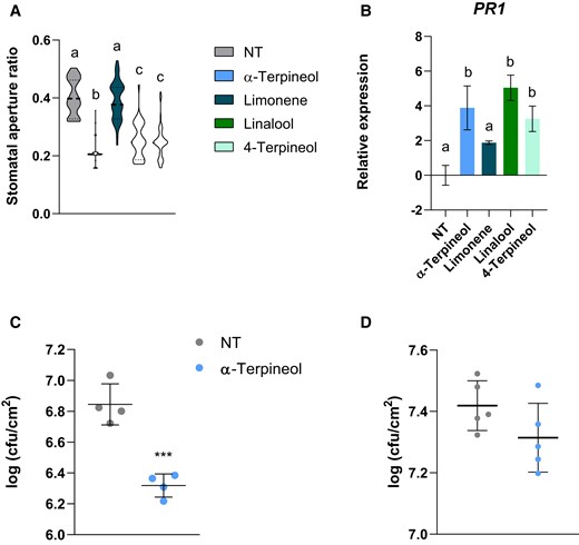 Effect of monoterpenoid treatments on the defensive response of MM tomato plants. A) Stomatal aperture ratio of nontreated (NT) tomato plants or treated with α-terpineol, limonene, linalool, and 4-terpineol. Violin plots represent the stomatal aperture ratio for each treatment of a total of 40 stomata from 3 biological replicates. Different letters indicate statistically significant differences for each treatment (ANOVA, P < 0.05). B) RT-qPCR analysis of the tomato PR1 gene expression in NT tomato plants or treated with α-terpineol, limonene, linalool, and 4-terpineol. The y axis represents the value of the Ct increment (ΔΔCt). Values were normalized to Actin gene. Expression levels are represented as mean ± Sd of 3 biological replicates of 1 representative experiment. Letters represent statistically significant differences (ANOVA, P < 0.05) between treatments. Bacterial content 24 h after infection in tomato plants pretreated with 5 µM α-terpineol or NT and then inoculated by C) immersion or D) injection 1 d later. Data are presented as mean (log cfu/cm2) ± Sd of a representative experiment (n = 4; n = 5). Statistically significant differences (t test, P < 0.001) between treated and NT plants are represented by triple asterisks in C), and no statistically significant differences between treated and NT plants were observed in D).