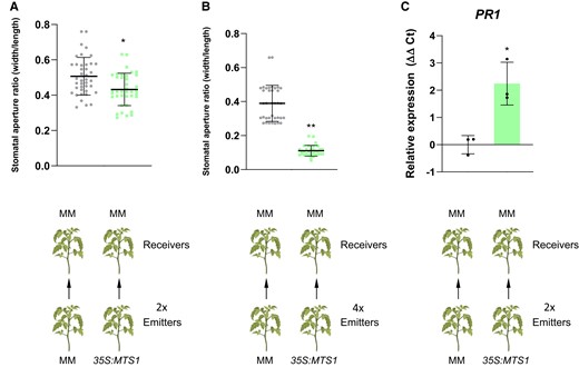 Interplant communication using 35S:MTS1 plants as emitters. Tomato MM plants (“Receivers”) were placed in closed chambers in the presence of MTS1 overexpressing plants (“Emitters”) or their corresponding control plants with the empty vector MM as control Emitters, and stomatal aperture ratio of 3 biological replicates was measured in receivers of tomato plants after cohabitation for 24 h. Two emitters (2x) vs. 2 receivers were used in A), and 4 emitters (4x) vs. 2 receivers were used in B). The relative expression of tomato PR1 gene C) was analyzed by RT-qPCR in MM receiver plants after cohabitation either with 35S:MTS1 or MM emitters. Two emitters vs. 2 receivers were used. The y axis represents the value of the Ct increment (ΔΔCt). Values were normalized to Actin gene. Expression levels are represented as mean ± Sd of 3 biological replicates of 1 representative experiment. Statistically significant differences (t test, P < 0.05 or P < 0.01) between treated and nontreated plants are represented by asterisks (*) or double asterisks (**), respectively.