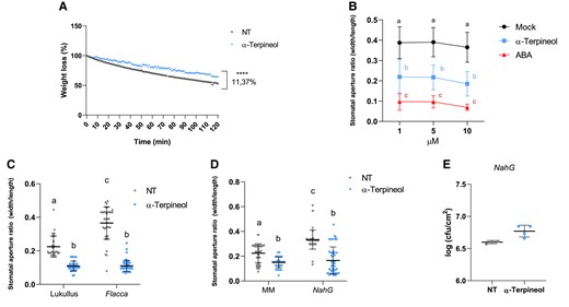 HMTP mode of action. A) Weight loss of nontreated (NT) or α-terpineol-treated (α-terpineol) tomato seedlings at different time points during 3 h. The experiment was repeated 3 times obtaining similar values, and 25 seedlings were used as described in Materials and methods (t test, P < 0.0001). B) Dose–response analysis of α-terpineol (blue), ABA (red), and mock (water, black) in stomatal aperture. Data represent the mean ± Sd of a representative experiment (n = 40). Letters indicate statistically significant differences for each treatment at each time point (ANOVA, P < 0.05). Stomatal aperture ratio mean values ± Sd of a total of 40 stomata from 3 biological replicates of NT and α-terpineol-treated tomato. Stomatal aperture after α-terpineol treatment (blue points) and NT (gray points) ratio in C) ABA-deficient tomato mutants (flacca) and the corresponding parental (Lukullus) D)NahG transgenic tomato plants impaired in SA accumulation and the corresponding parental MM. Data represent the mean ± Sd of a representative experiment (n = 50). Different letters indicate statistically significant differences for each treatment (ANOVA, P < 0.05). E) Bacterial content 24 h after infection in NahG tomato plants pretreated with 5 µM α-terpineol or NT and then inoculated by immersion 1 d later. Data are presented as mean (log cfu/cm2) ± Sd of a representative experiment (n = 4). No statistically significant differences between treated and NT plants were observed after t test.
