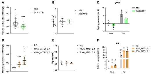 Activation of the defensive response in tomato plants with altered levels of monoterpenoids. Stomatal aperture, bacterial infectivity, and PR1 gene expression were studied for transgenic tomato lines overexpressing A to C) or silencing MTS1 gene D to F). Stomatal aperture ratio mean values ± Sd of a total of 40 stomata from 3 biological replicates are shown in A), for 35S:MTS1 leaves and their control transgenic plants with empty vector (MM), and in D), for lines of RNAi_MTS1 2.1 and 5.1 and their parental (RG). Asterisks (****) indicate statistically significant differences between genotypes (t test, P < 0.0001). Growth of Pst are shown in leaves of B)35S:MTS1 plants and their parental (MM) and E) both silencing lines of RNAi_MTS1 and their parental RG. Tomato plants were inoculated with bacterial Pst by immersion, and leaf samples were taken 24 h after bacterial infection. Data are presented as means (log cfu/cm2) ± Sd of a representative experiment (n = 5 and n = 4, respectively). RT-qPCR expression analysis of the tomato PR1 gene are shown in C)35S:MTS1 plants and their parental (MM) and F) both silencing lines of RNAi_MTS1 and their parental RG. Mock represents the noninoculated plants. The y axis represents the value of the Ct increment (ΔΔCt). Values were normalized to Actin gene. Expression levels are represented as mean ± Sd of 3 biological replicates of 1 representative experiment. Statistically significant differences (ANOVA, P < 0.05) between genotypes and infected (Pst) or mock-treated plants are represented by different letters.