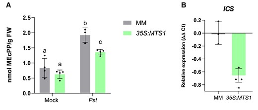 Reduction of MEcPP levels and ICS expression in 35S:MTS1 tomato transgenic plants. A) MEcPP content was measured (nmol/g FW, fresh weight) in overexpressing 35S:MTS1 plants and their control MM transgenic plants (n = 4) carrying an empty vector (MM) upon infection with Pst. Mock represents the noninoculated plants. Statistically significant differences (ANOVA, P < 0.05) between genotypes and infected (Pst) or mock-treated plants are represented by different letters. Levels are represented as mean ± Sd of 4 biological replicates. B)ICS expression levels in infected 35S:MTS1 plants and their corresponding parentals with empty vector (MM; n = 3). The y axis represents the value of the Ct increment (ΔΔCt). Values were normalized to Actin gene. Expression levels are represented as mean ± Sd of 3 biological replicates of 1 representative experiment. Statistically significant difference (t test, P < 0.05) between treated and nontreated is represented by an asterisk (*).