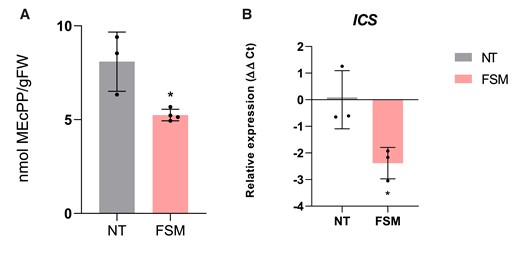 Reduction of MEcPP levels and ICS expression in MM tomato plants with alterations in the MEP pathway upon bacterial infection. A) MEcPP content after FSM treatment and their control nontreated (NT) plants (n = 4). The media levels of nmol MEcPP/g FW (fresh weight) ± Sd are represented, and statistically significant difference is represented by an asterisk (*; t test, P < 0.05). B)ICS expression levels after FSM (n = 3) treatment and in NT plants. The y axis represents the value of the Ct increment (ΔΔCt). Values were normalized to Actin gene. Expression levels are represented as mean ± Sd of 3 biological replicates of 1 representative experiment. Statistically significant difference (t test, P < 0.05) between treated and NT is represented by an asterisk (*).