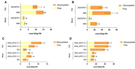 Metabolic crosstalk between monoterpenoids and SA biosynthesis. Levels of free and glycosylated salicylic (SA; left panels) and GA (right panels) were analyzed by fluorescence–HPLC in transgenic tomato plants with alterations in MTS1 expression, 24 h after bacterial (Pst) infection. A) and B) show the phenolic content in overexpressing 35S:MTS1 tomato plants and their control plants with the empty vector (MM) and C) and D) in silencing lines of RNAi_MTS1 tomato plants and their parental (RG). Mock represents the noninoculated plants. Bars represent the mean (nmol SA/g FW, fresh weight) ± Sd of total levels of a representative experiment (n = 4). Significant differences between genotypes and infected or mock-inoculated plants are represented by different letters (ANOVA, P < 0.05).
