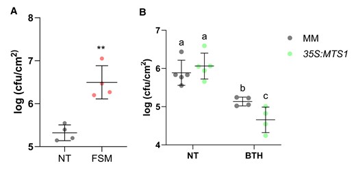 Role of the MEP pathway on the tomato resistance to bacteria. Tomato pretreated plants were inoculated with Pst by immersion, and leaf samples were taken 24 h after bacterial infection. Data are presented as means ± Sd of a representative experiment. Bacterial content in infected A) MM tomato plants nontreated (NT, n = 4) and pretreated with FSM (n = 4). Statistically significant differences (t test, P < 0.01) between treated and NT are represented by asterisks (**). B)35S:MTS1 transgenic tomato plants and their corresponding MM background with the empty vector (MM) NT (n = 5) and pretreated with BTH (n = 4). Data are presented as means (log cfu/cm2) ± Sd of a representative experiment. Statistically significant differences (ANOVA, P < 0.05) between genotypes and BTH-treated or NT plants are represented by different letters.