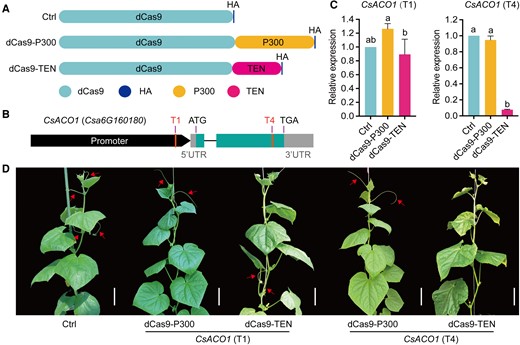 The dCas9-TEN fusion protein inhibits transcription by targeting the proximal promoter and gene body of the target gene. A) Diagrams of dCas9 and the dCas9 fusion proteins dCas9-P300 and dCas9-TEN. P300, activation domain. HA, hemagglutinin epitope tag. B) Diagram of the CsACO1 locus, showing the location of the corresponding sgRNAs (T1 and T4). C) dCas9-TEN represses relative CsACO1 expression when targeting the T4 site. D) Representative photographs showing the tendril-free phenotype of dCas9-TEN transgenic plants targeting the T4 site, while other transgenic plants produce normal tendrils. Images were digitally extracted for comparison. Scale bars, 10 cm; Arrows point to normally growing tendrils. Values are shown as means ± Sd (n = 3). Different lowercase letters indicate significant differences among means at P < 0.05 (1-way ANOVA with post hoc Tukey test).