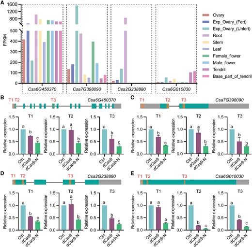 Verification of the repression effects of dCas9-N on genes with different levels of background expression in cucumber. A) Expression patterns of the 4 selected cucumber genes, Csa6G450370, Csa7G398090, Csa2G238880, and Csa6G010030 (Li et al. 2011). B) to E) dCas9-N inhibits the expression of Csa6G450370 (B), Csa7G398090 (C), Csa2G238880 (D), and Csa6G010030 (E) when targeted to different sites (T1, T2, and T3) through the hairy root system. Ctrl, WT plants as control. Data are shown as means ± Sd (n = 3). Different lowercase letters indicate significant differences among means at P < 0.05 (1-way ANOVA with post hoc Tukey test).