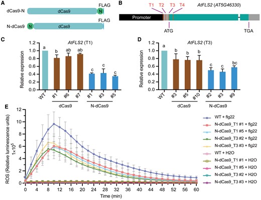 Universality and effectiveness of N-dCas9 in Arabidopsis via transient and stable transformation. A) Diagrams of dCas9-N and N-dCas9. B) Diagram of the AtFLS2 locus showing the position of the sgRNAs (T1 to T4). C) and D) Relative AtFLS2 expression when N-dCas9 is targeted to the T1 (C) or T3 (D) site by stable transformation. Different transgenic lines are shown. Data are shown as means ± Sd (n = 3). Different lowercase letters indicate significant differences among means at P < 0.05 (1-way ANOVA with post hoc Tukey test). E) ROS production in response to the pathogen elicitor flagellin 22 (flg22). Data are shown as means ± Sd (n = 8 experiments).