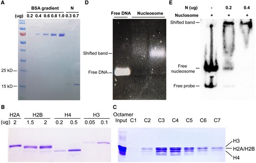 N promotes transcription repression, probably by binding to the chromatin. A) The BSA standard marker quantified the concentration of purified N protein in SDS-PAGE. B) SDS-PAGE shows the expression of the purified histone protein from BL21 (DE3) pLysS cells, staining by Coomassie brilliant blue (CBB). C) The corresponding octamer elution from the gel filtration column in Supplementary Fig. S3A was examined with SDS-PAGE. D) DNA gel electrophoresis shows the shift band of the assembled nucleosome compared with free DNA. E) EMSA shows the binding ability of N protein to assembled nucleosomal DNA.