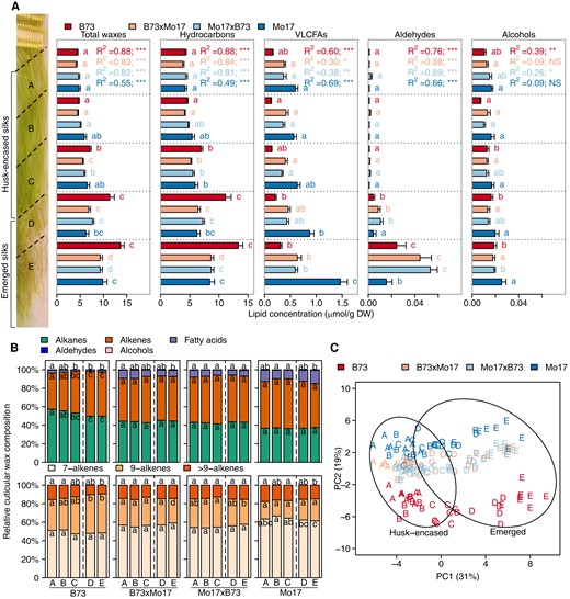 Spatio-temporal cuticular wax profiles of maize silks from inbreds Mo17 and B73, and their reciprocal hybrids. A) Concentrations of total cuticular waxes and individual lipid classes from silks harvested 3 days postsilk emergence and cut into five allometric sections, A–E (see Materials and Methods). The bold dashed line depicts the transition point between husk-encased (sections A, B, and C) and emerged (sections D and E) portions of the silks. For each genotype, the changes in concentration of each cuticular wax class along the A to E gradient were fitted to a quadratic regression model. The resulting R2 values are listed and the associated P-values are denoted by asterisks (***, P < 0.0001; **, P < 0.001; *, P < 0.05; NS, nonsignificant). Different letters associated with data bars of the same color denote a statistically significant difference in accumulation between silk sections within a genotype (P < 0.05; Tukey's Honestly Significant Difference (HSD) test). Seven to eight biological replicates (two ears pooled from two separate plants per replicate) were evaluated per combination of genotype and silk section, constituting a total sample size of 158. B) Proportion of each cuticular wax class relative to total cuticular wax accumulation. Aldehydes and alcohols comprise <1% of the cuticular wax metabolome and are not depicted in the figure. Alkenes are comprised predominantly of 7- and 9-monoene classes, and “>9” constituents that include 14- and 15-monoenes, and two dienes. Different letters within data bars for a given genotype denote a statistically significant difference in cuticular wax relative abundance among silk sections for a given metabolite class (P < 0.05; Tukey's HSD test). C) Principal component analysis (PCA) of cuticular wax metabolite abundances among different silk sections. Each data point, which represents the concentrations of the 45 cuticular wax metabolites profiled from each silk sample, is labeled by silk section (A–E) and color-coded according to genotype. Percentages represent the amounts of variance explained by the first and second principal components (PC1 and PC2). Ovals represent 95% confidence ellipses for emerged and husk-encased samples. Abbreviations: DW, dry weight; HSD, honestly significant difference.