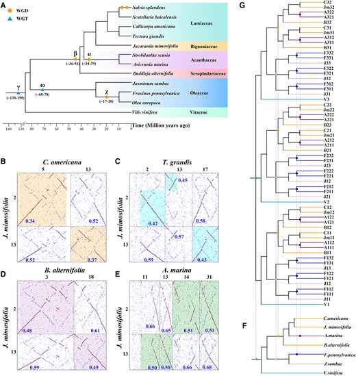 Phylogenetic trees and examples of local homologous gene dot plots of Lamiales plants. A) The phylogenetic relationship between the 5 families of Lamiales plants and the outgroup plant, V. vinifera; circle represents WGD; the light blue triangle represents WGT. B to E) Local homologous gene dot plots, where the numbers represent the Ks values at the corresponding positions. B) The dot plot between J. mimosifolia and C. americana, and the orange boxed segment represents 1 segment of J. mimosifolia to have 1 best-matched or orthologous segment of C. americana. C) The dot plot between J. mimosifolia and T. grandis, and the blue boxed segment represents 1 segment in J. mimosifolia to have 1 best-matched or orthologous segment in T. grandis. D) The dot plot between J. mimosifolia and B. alternifolia, and the purple boxed segment represents 1 segment in J. mimosifolia to have 1 best orthologous segment in B. alternifolia. E) The dot plot between J. mimosifolia and A. marina, and the green boxed segment represents 1 segment in J. mimosifolia to have the 2 best orthologous segments in A. marina. F) Species phylogenetic trees for the V. vinifera, J. sambac, F. pennsylvanica, B. alternifolia, A. marina, J. mimosifolia, and C. americana genomes. The light blue triangle represents the core eudicot common hexaploidization (ECH or γ) event, while the pink triangle, blue circle, orange circle, and purple circle represent the polyploidization events of in Lamiales, respectively. G) Corresponding gene tree. In V. vinifera (V), there were 3 paralogous genes generated by the ECH, namely V1, V2, and V3, if no gene losses had occurred after the ECH, and each grape gene was expected to have 3 orthologous genes in J. sambac (J) genome, 6 orthologs in F. pennsylvanica (F) genome, 2 orthologs in B. alternifolia (B), J. mimosifolia (Jm), and C. americana (C) genomes, and 4 orthologs in A. marina (A) genome.