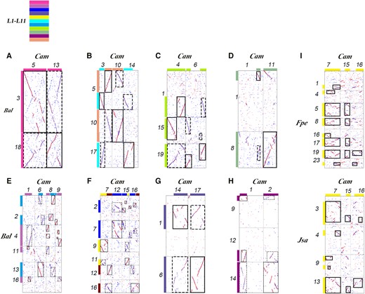 Inference of the ancestral chromosomes of Lamiales. A to H) Inferring ancestral chromosomes based on the homologous gene dot plots between B. alternifolia (Bal) and C. americana (Cam). I) Inferring the proto-chromosome L5 based on comparing C. americana to J. sambac (Jsa) and F. pennsylvanica (Fpe). L1 to L11: distinguishing inferred Lamiales proto-chromosomes using distinct identifiers (Hex codes: f83ba6, be6ab5, 0000ff, 5f52a0, fff100, 00ffff, 00a0e9, b1f005, 8FBC8F, 920783, f29b76).