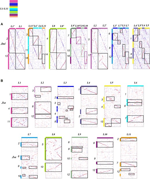 Supporting evidence for ancestral chromosome inference. A and B) Supportive evidence to the correctness of ancestral chromosome inference based on comparing J. mimosifolia (Jmi) chromosomes and homology between J. mimosifolia and J. sambac. L1 to L11: distinguishing inferred Lamiales proto-chromosomes using distinct identifiers (Hex codes: f83ba6, be6ab5, 0000ff, 5f52a0, fff100, 00ffff, 00a0e9, b1f005, 8FBC8F, 920783, f29b76).