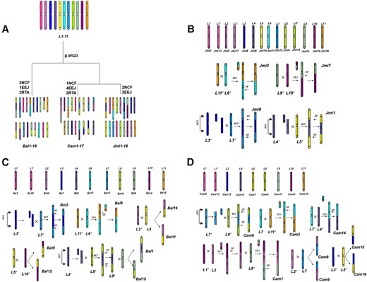 Examples of ancestral karyotypes and evolutionary trajectories from Lamiales common ancestors. A) Reconstructed ancestral karyotypes. L1 to L11: inferred Lamiales proto-chromosomes (each distinguished by a unique identifier, listed in Hex format: f83ba6, be6ab5, 0000ff, 5f52a0, fff100, 00ffff, 00a0e9, b1f005, 8FBC8F, 920783, f29b76). NCF, nested chromosome fusion; EEJ, end–end joining; RTA, reciprocal exchange of chromosomal arms; WGD, whole-genome duplication. B to D) reconstructed evolutionary trajectories to form extant chromosomes in J. mimosifolia (Jmi), B. alternifolia (Bal), and C. americana (Cam). COV and X: crossing-over; DF: the inactivation of extra centromeres; lost: the loss of supposed B chromosomes; L1 to L11 and L1′ to L11′: duplicated copies of L1.