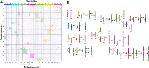 Homologous gene dot plot between the reconstructed Lamiales chromosomes and core eudicot proto-chromosomes inferred by using V. vinifera, and the formation of Lamiales proto-chromosomes. A) Dot plot. Best-matched regions are shown in shadow; each group of 7 ancestor chromosomes is distinguished by distinct identifiers (Hex codes: 3366FF, 00CCFF, FF00FF, 8FBC8F, 99CC00, FFCC00, C46AB5). B) A1 to A7, B1 to B7, and C1 to C7 represent 21 core eudicot ancestral chromosomes; L1 to L11 represent the Lamiales proto-chromosomes. EEJ, end–end joining; NCF, nested chromosome fusion; COV, crossing-over; DF, the inactivation of extra centromeres; lost, the loss of supposed B chromosomes.
