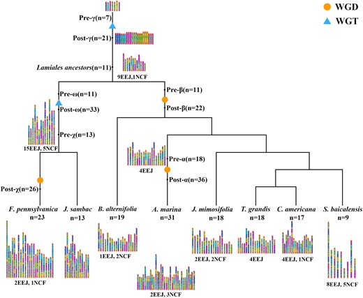 Reconstructing the evolutionary trajectories of chromosomes from core eudicot common ancestor to the extant Lamiales. Orange circles represent WGD (WGD events). Tthe light blue triangles represent WGT (WGT events). ω, χ, β, and α represent the polyploidization events that occur in Lamiales species, respectively. Seven ancestor chromosomes are distinguished by distinct identifiers (Hex codes: 3366FF, 00CCFF, FF00FF, 8FBC8F, 99CC00, FFCC00, C46AB5). The figure shows the number of chromosome fusions (EEJs and NCFs) experienced by each speciation.