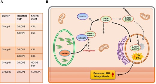 The role of ROP GTPases in the specialized metabolism. A) Identification and classification of the ROP proteins in C. roseus. B) Proposed model showing the role of CrROP3 and CrROP5 in the modulation of MIA accumulation in C. roseus. CrPGGT-I interacts with CrROP3 and CrROP5, and attaches a geranylgeranylate by utilizing GGPP made by plastidial CrGGPPS2. The geranylgeranylated CrROP3 and CrROP5 are either localized to the nucleus directly or indirectly via membrane anchoring and bring about transcriptional modulation of TFs and pathway genes (PGs) involved in MIA biosynthesis, which is localized in different cell types/layers of the leaf. The image was extracted form Pedenla Bomzan et al. 2024.
