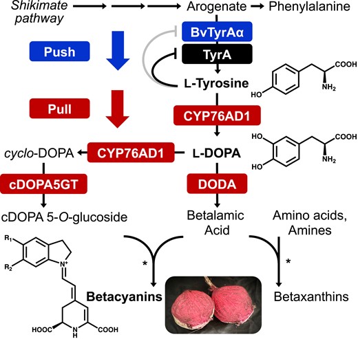 “Push-and-pull” strategy to efficiently produce betalains from tyrosine. Arogenate dehydrogenase (TyrA) catalyzes the last step of L-tyrosine biosynthetic pathway and is feedback inhibited by L-tyrosine in most plant species. BvTyrAα from beet shows relaxed feedback inhibition by L-tyrosine and was used to “push” the supply of tyrosine in this study. Betalain biosynthetic pathway was used to “pull” the enhanced L-tyrosine supply for producing target L-tyrosine-derived compounds, betalains. Cytochrome P450 CYP76AD1 catalyzes the first step to convert L-tyrosine to L-DODA, which is then converted to betalamic acid by DODA or to cDOPA by CYP76AD1. cDOPA5GT glucosylates cDOPA to generate cDOPA 5-O-glucoside. Stars denote the spontaneous condensation of betalamic acid with amino acids or amines to form yellow betaxanthins or with cDOPA 5-O-glucoside to form purple betacyanins. Three compounds in bold with the chemical structures are the ones mainly focused on this study.