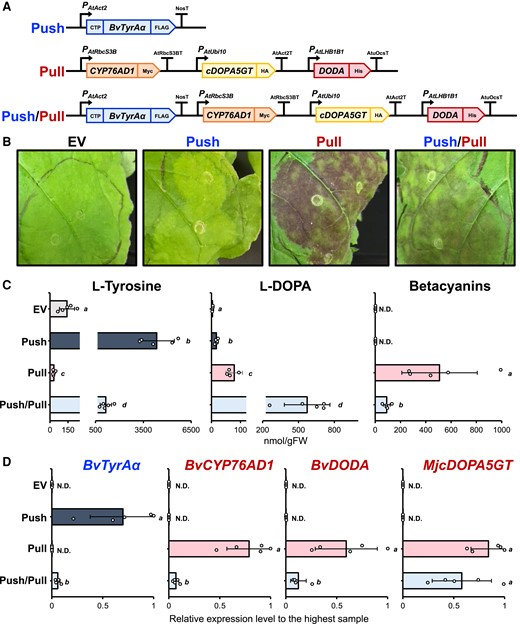 BvTyrAα expression reduces betalain production in N. benthamiana. A) Schematic diagram of recombinant DNA constructs generated using Golden Gate cloning method for testing the “push-and-pull” strategy. Arabidopsis Actin2 promoter (PAtAct2) and nopaline synthase terminator (NosT) were used for expressing BvTyrAα coding sequence flanked with N-terminal petunia chloroplast transit peptide (CTP) and C-terminal FLAG tag; Arabidopsis Rubisco small subunit 3B promoter (PAtRbcS3B) and terminator (AtRbcS3BT) were used for expressing BvCYP76AD1 coding sequence flanked with C-terminal Myc tag; Arabidopsis Ubiquitin10 promoter (PAtUbi10) and Arabidopsis Actin2 terminator (AtAct2T) were used for expressing MjcDOPA5GT coding sequence flanked with C-terminal HA tag; Arabidopsis light-harvesting chlorophyll–protein complex II subunit B1 promoter (PAtLHB1B1) and A. tumefaciens octopine synthase terminator (AtuOcsT) were used for expressing BvDODA flanked with C-terminal His tag. B) Infiltrated N. benthamiana phenotype at 3 dpi expressing the generated constructs from A). Betalain pigmentation was induced in both “pull” and “push/pull”-expressing leaves but not in EV or “push”-expressing leaves. EV, empty vector. C) Metabolite analysis using the infiltrated N. benthamiana samples. L-Tyrosine and L-DOPA levels were analyzed using LC-MS, and total betacyanins was quantified using a spectrophotometer. D) Transcript levels of each transgene in infiltrated N. benthamiana samples detected by RT-qPCR. Letters denote significant differences in a pairwise comparison (P < 0.05, Student's two-tailed t test). Bars represent expression level relative to the sample with the highest expression. Data are means of 5 biological replicates ± Sd. EV, empty vector; N.D, not detectable.