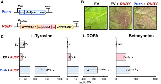The conversion from L-DOPA to betalains is still limited in the RUBY “pull” construct. A) Schematic diagram of recombinant DNA used in this coinfiltration assay. P35S and N. benthamiana heat shock protein terminator (NbHSPT) were used for expressing the push construct; the PGmElf1a and NbActT were used for expressing the RUBY construct. B) N. benthamiana phenotype coinfiltrated with the generated constructs from A) at 3 dpi. EV, empty vector. C) Metabolite analysis using infiltrated N. benthamiana samples. L-Tyrosine and L-DOPA levels were analyzed using LC-MS, and total betacyanins was quantified using a spectrophotometer. Letters denote significant differences in a pairwise comparison (P < 0.05, Student's two-tailed t test). Data are means of 5 biological replicates ± Sd. EV, empty vector; N.D, not detectable.
