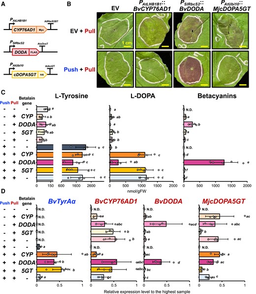 Additional BvDODA expression together with the “push” and “pull” constructs boosts betalain production. A) Schematic diagram of additional betalain gene constructs used in this coinfiltration assay. PAtLHB1B1 and Arabidopsis Rubisco small subunit 3B terminator (AtRbcS3BT) were used for expressing BvCYP76AD1 coding sequence flanked with C-terminal Myc tag; tomato Rubisco promoter (PSlRbcS2) and AtuOcsT were used for expressing BvDODA flanked with C-terminal His tag; PAtUbi10 and AtAct2T were used for expressing MjcDOPA5GT coding sequence flanked with C-terminal HA tag. B) Infiltrated N. benthamiana phenotype at 3 dpi expressing the generated constructs from A). EV, empty vector. C) Metabolite analysis using infiltrated N. benthamiana samples. L-Tyrosine and L-DOPA levels were analyzed using LC-MS, and total betacyanins was quantified using a spectrophotometer. D) Transcript levels of each transgene in the infiltrated N. benthamiana samples detected by RT-qPCR. Letters denote significant differences in a pairwise comparison (P < 0.05, Student's two-tailed t test). Bars represent expression level relative to the sample with the highest expression. Data are means of 4 or 5 biological replicates ± Sd. N.D, not detectable.