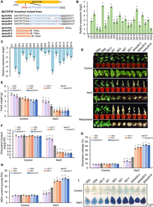 Generation of birch lines with knockout, knockdown, and overexpression of BpTCP20 and analysis of the salt tolerance mediated by BpTCP20. A) Analysis of the mutation of BpTCP20 (bptcp20) induced by CRISPR using Sanger DNA sequencing. The target sequence and insertion nucleotides had been indicated. B and C) The expression of BpTCP20 in different overexpression lines (OE) B) and RNAi-silenced lines (SE) C). The transcript level of BpTCP20 in the WT was set as 0 to calculate the relative expression of BpTCP20 in the OE and SE lines, and the expression was log2 transformed. >0 indicates the expression increased, <0 indicates the expression decreased. D) The growth phenotype of OE, WT, SE, and bptcp20 lines under control and salt stress conditions. Scale bar = 5 cm. E and F) Analysis of fresh weight E) and chlorophyll content F) of the OE, WT, SE, and bptcp20 lines. G–I) Analysis of electrolyte leakage determination G), MDA content H), and Evans blue staining I) of the OE, WT, SE, and bptcp20 lines. Scale bar = 1 cm. OE, birch plant lines overexpressing BpTCP20; SE, birch plant lines with RNAi-silenced BpTCP20; bptcp20, birch plants with mutated BpTCP20 induced by CRISPR/Cas; WT, wild-type plants. Control: the plants were grown under normal growth conditions. NaCl: treated with 200 mM NaCl for 15 d. Rehydration: After salt stress, the plants were watered well for 15 d. The error bar represents the standard deviation (SD) of three biological replicates. Each replicate contains 5 to 10 plantlets. * indicates statistically significant differences at P < 0.05 (t-test), ** indicates statistically significant differences at P < 0.01 (t-test) between the WT and other studied lines.