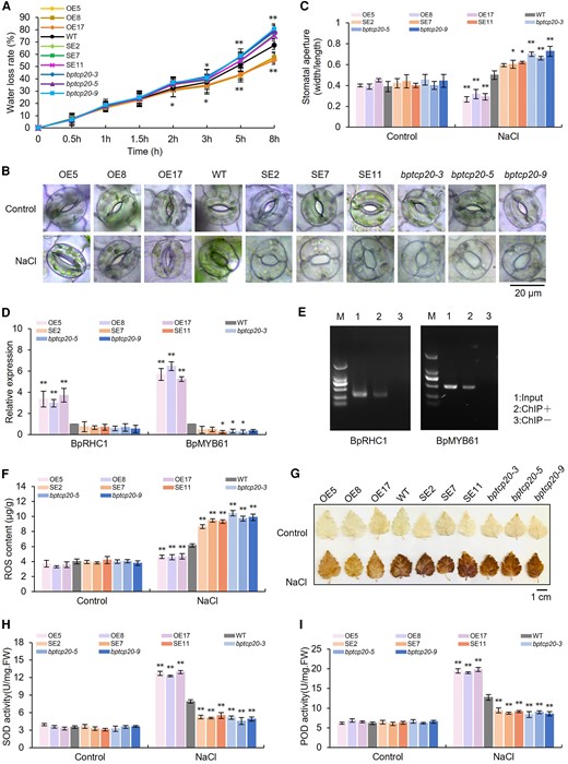 BpTCP20 regulates stomatal movement and ROS scavenging to facilitate salt tolerance. A) Comparison of the water loss rates among OE, SE, bptcp20, and WT plants. B) Stomata observation under control and salt stress condition. Scale bar = 20 μm. C) Determination of stomatal aperture opening by calculating the ratio of the length to the width of the stomatal aperture. D) Determination of the expression of genes related to stomatal regulation. The expression level of genes in WT plants was set as 1 to calculate the relative expression of genes in the other studied lines. E) Analysis of the binding of BpTCP20 to the promoters of BpRHC1 and BpMYB61 using chromatin immunoprecipitation PCR (ChIP-PCR). Input DNA was the positive control. ChIP− stands for negative control without antibodies. ChIP + represents the ChIP product with the Flag antibody. F and G) Analysis of reactive oxygen species (ROS) contents F) and DAB staining G) of the OE, WT, SE, and bptcp20 lines. Scale bar = 1 cm. H and I) Determination of the SOD H) and POD activity I) in the studied lines. OE, birch plant lines overexpressing BpTCP20; SE, birch plant lines with RNAi-silencing of BpTCP20; bptcp20, birch plants with mutated BpTCP20 induced by CRISPR/Cas; WT, wild-type plants. Control: the plants were grown under normal control growth conditions. NaCl: treated with 200 mM NaCl for 15 days. The error bar represents the SD of three biological replicates. Each replicate contains at least five plantlets. * indicates statistically significant differences at P < 0.05 (t-test), ** indicates statistically significant differences at P < 0.01 (t-test) between the WT and other studied lines.