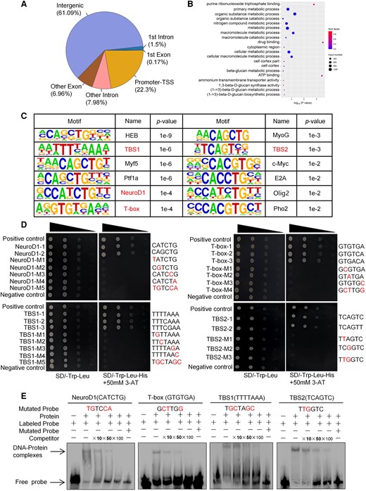 ChIP-seq analysis and determination of the DNA motifs bound by BpTCP20. A) Distribution of the peaks in different regions. Promoter-TSS: promoter transcription start site. B) GO analysis of the genes that were associated with the peaks according to the ChIP-seq data, and the BP annotation is shown. C) The conserved sequences identified using ChIP-seq. The conserved motifs TBS1, TBS2, NeuroD1 and T-box for further verifying their bindings by BpTCP20. D) Verification of the binding of BpTCP20 to the DNA motifs using the yeast one-hybrid assay. Dilutions of the transformed yeast (by 1×, 10−1×, 10−2×, 10−3×) were plated onto synthetic dextrose (SD)/-Leu/-Trp double drop out (DDO) and SD/-Leu/-Trp-His triple drop out medium (TDO) plates with 3-AT. Positive control: p53HIS2 + pGAD-Rec2-53. Negative controls: p53HIS2 + pGAD-BpTCP20. Mutated nucleotides are shown in red. M1-5: Mutation 1 to 5. E) EMSA validation of NeuroD1-1, T-box-1, TBS1-1, and TBS2-1 binding to BpTCP20. Mutated nucleotides are shown in red. + represents addition of the reagent on the same row; − represents absence of the reagent on the same row.