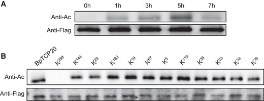 Determination of the acetylation modification of BpTCP20. A) BpTCP20 is acetylated during salt stress. B) Determination of the acetylation sites of BpTCP20. Western blotting was performed using antiacetylation antibodies (anti-Ac) to detect protein acetylation, and using anti-Flag (Anti-Flag) antibodies to determine the quantity of BpTCP20. The mutation constructs (KN) were transiently transformed into birch plants and the transformed plants were treated with 200 mM NaCl for 5 h and used for further study. KN indicates that the lysine (K) at the Nth residue was mutated into arginine.