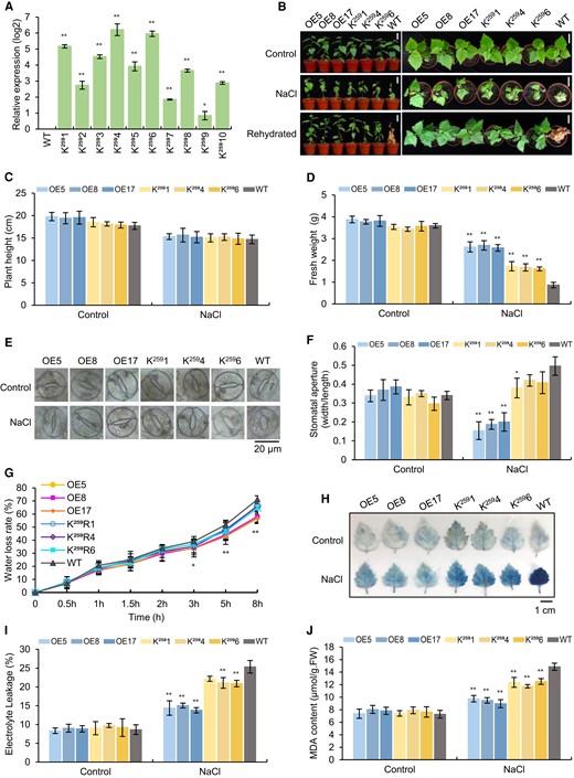 Analysis of the salt tolerance of the birch lines overexpressing BpTCP20259 (K259). A) The expression levels of BpTCP20259 in 10 K259 lines. Gene expression data were transformed by log2, and the value of the wild-type (WT) was set as 0: >0 indicates the expression increased compared with that in the WT plants. B) Analysis of the growth of OE (overexpressing BpTCP20), K259 (overexpressing BpTCP20259), and WT plants under control or salt stress conditions. Scale bar = 5 cm. C and D) Comparison of the plant height C) and fresh weight D) of all lines. E) Stomata aperture analysis. Scale bar = 20 μm. F) The ratio of the length of the stomata aperture. G) The water loss rate analysis. H–J) Analysis of Evans blue staining H), scale bar = 1 cm, electrolyte leakage rates I), MDA contents J) of the OE, K259 and WT. OE: birch plants overexpressing BpTCP20; K259: birch plants overexpressing BpTCP20259. WT: wild-type birch. Control: the plants were grown under normal growth conditions. NaCl: treated with 200 mM NaCl. Rehydration: after salt stress, the plants were watered well for 15 d. The error bar represents the SD of three biological replicates. * indicates statistically significant differences at P < 0.05, ** indicates statistically significant differences at P < 0.01 compared with the WT plants.