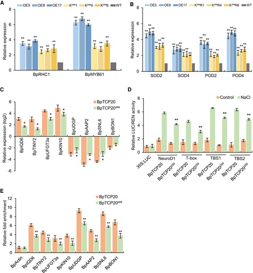 BpTCP20259 showed reduced capability for gene expression regulation and decreased binding to DNA motifs. A) Determination of the expression of genes related to stomatal regulation. B) Analysis of SOD and POD gene expression in transgenic lines under NaCl stress. The expression level of the target gene in the WT was set as 1. C) Comparison of the expression levels of eight regulated genes between BpTCP20259 and BpTCP20. D) Comparison of the transcriptional activation with DNA motifs between BpTCP20259 and BpTCP20 using dual luciferase reporter assays. E) Comparison of the affinity binding to the regulated genes promoters between BpTCP20259 and BpTCP20 using ChIP-qPCR. BpTCP20: birch plants overexpressing BpTCP20. BpTCP20259: Lysine of BpTCP20 at position of 259 was mutated to arginine to eliminate acetylation. OE: birch plants overexpressing BpTCP20; K259: birch plants overexpressing BpTCP20259. WT: wild-type birch. Control: the plants were grown under normal growth conditions. NaCl: treated with 200 mM NaCl. The error bar represents the SD of three biological replicates. * indicates statistically significant differences at P < 0.05, ** indicates statistically significant differences at P < 0.01 between WT and the other studied lines A, B), significant differences between the BpTCP20 and BpTCP20259 lines C, E), or significant differences between NaCl treatment and control D).