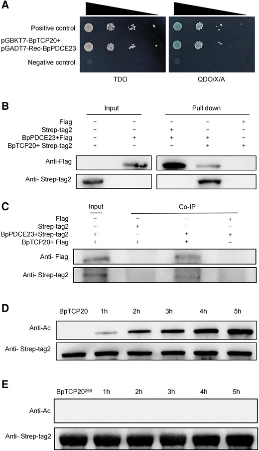 Identification of the BpTCP20 interacting protein. A) Yeast two-hybrid (Y2H) screening of BpTCP20 interactions with BpPDCE23. TDO: synthetic dextrose (SD)/-Leu/-Trp-His triple drop out medium; QDO/X/A: SD medium with -Leu/-Trp/-Ade/-His minimal media quadruple dropouts, and supplied with x-α-gal and Aureobasidin A (AbA) antibiotic. B) Pull-down analysis of the interaction between BpTCP20 and BpPDCE23 proteins. BpPDCE23 fused with a Flag tag (BpPDCE23 + Flag) and BpTCP20 fused with a Strep-tag2 (BpTCP20 + Strep-tag2) were prokaryotically expressed and purified. The two purified proteins were incubated together, and then anti-Flag antibody and anti-Strep-tag2 antibody, respectively, were used to immunoprecipitate their interaction partners. Western blotting was performed to detect the interaction partners using anti-Strep-tag2 antibody (for product immunoprecipitated by the anti-Flag antibody) and anti-Flag antibody (for product isolated by the anti-Strep-tag2 antibody). + represents addition of the reagent on the same row; − represents absence of the reagent on the same row. C) Co-IP experiment verifying the interaction between BpTCP20 and BpPDCE23 in birch. BpPDCE23 fused with a Flag tag (BpPDCE23 + Flag) and BpTCP20 fused with a Strep-tag2 (BpTCP20 + Strep-tag2) were cloned separately into plant expression vector pROK2 and transiently transformed into birch plants simultaneously for Co-IP. Input: the transiently transformed plants were analyzed by western blotting, respectively, using anti-Flag antibody and anti-Strep-tag2 antibody, and the results indicated that both BpPDCE23 + Flag and BpTCP20 + Strep-tag2 were expressed in birch. Co-IP: the transiently transformed plants were immunoprecipitated using anti-Flag or anti-Strep-tag2 antibodies, respectively. Then, western blotting was performed, and the product of immunoprecipitation using the anti-Strep-tag2 antibody was detected using the anti-Flag antibody and vice versa. D) Analysis of the acetylation by BpPDCE23 of BpTCP20. E) BpPDCE23 fails to acetylate BpTCP20259. 1, 2, 3, 4, and 5 h: The purified BpPDCE23 protein were incubated with BpTCP20 or BpTCP20259 for 1, 2, 3, 4, and 5 h, and used for western blotting. Anti-Ac: antiacetylation antibody used to detect protein acetylation by western blotting. Anti-Strep-tag2: anti-Strep-tag2 antibody used to determine the quantity of BpTCP20, which served as a control.